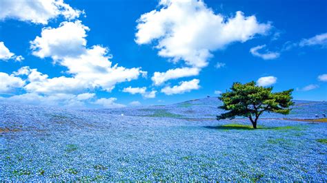 kantotinyo|Kanto – Travel guide at Wikivoyage.